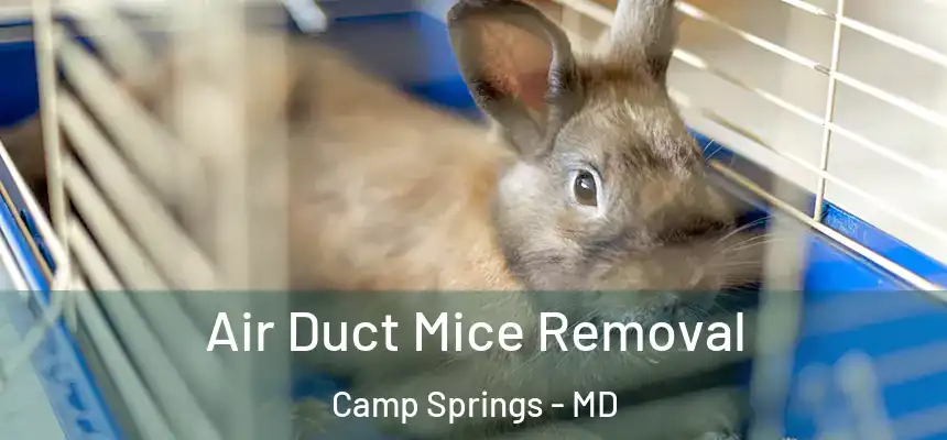 Air Duct Mice Removal Camp Springs - MD